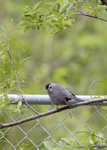 Gray Catbird 5989